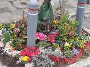 Blumen Dahlmann - 38