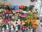 Blumen Dahlmann - 43