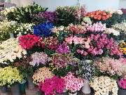 Blumen Dahlmann - 44