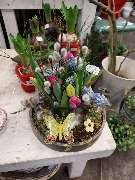 Blumen Dahlmann - 6