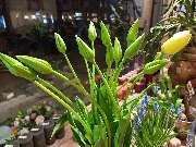 Blumen & Dekoration | Rita Roth | München - Blumen & Dekoration | Blumenstrauß & Blumenkranz | Rita Roth | München