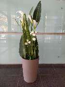 Blumen & Dekoration | Rita Roth | München - Blumen & Dekoration | Blumenstrauß & Blumenkranz | Rita Roth | München