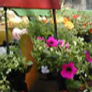 Blumen & Dekoration | Rita Roth | München - Im Freien Blumenladen | Rita Roth  | München