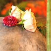 Blumen & Dekoration | Rita Roth | München - Impressionen Blumenladen | Rita Roth  | München