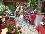 Blumen-Ecke Romana Hoss - GALLERY