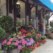 Blumen Eder - GALLERY