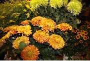 Blumen Floristik für jeden Anlass - GALLERY