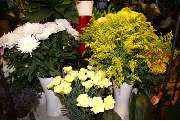 Blumen Floristik für jeden Anlass - GALLERY