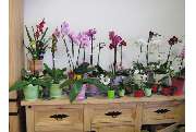 Blumen & Floristik Inh. Annegret Hähnel - GALLERY
