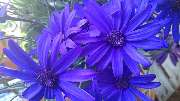 Blumen Frick - 3