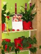 Blumen Frick - Deko