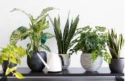Blumen Geidies - GALLERY