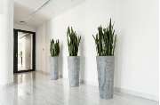 Blumen Geidies - GALLERY