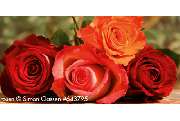 Blumen Hartl - GALLERY