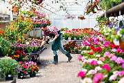 Blumen Hauke - GALLERY