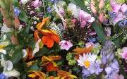 Blumen Hauke - GALLERY