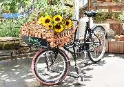 Blumen Hauke - GALLERY