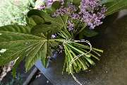 Blumen Hauke - GALLERY