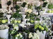 Blumen Hautmann - GALLERY