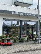 Blumen Hertweck - GALLERY