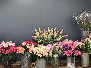 Blumen Hertweck - GALLERY