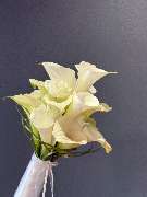 Blumen Hertweck - GALLERY