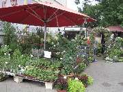 Blumen Hetzer - Balkonbepflanzung