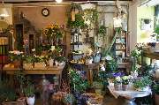 Blumen-Holm - GALLERY