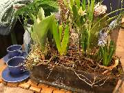 Blumen-Holm - GALLERY