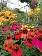 Blumen Hopf - GALLERY