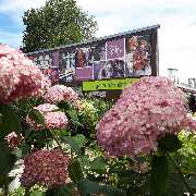 Blumen Hopf - GALLERY