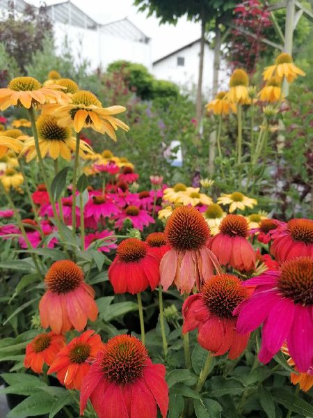 Blumen Hopf - GALLERY