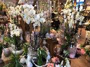 Blumen Interfleur Floristik & Wohnaccessoires - GALLERY