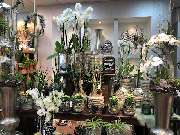 Blumen Interfleur Floristik & Wohnaccessoires - GALLERY