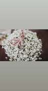 Blumen Interfleur Floristik & Wohnaccessoires - GALLERY