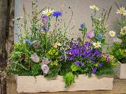 Blumen Kaimer - GALLERY