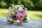Blumen Kaimer - GALLERY