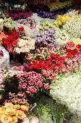 Blumen Kaiser - GALLERY