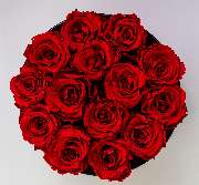 Blumen Kaiser - GALLERY