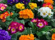 Blumen Kraft - GALLERY