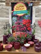 Blumen Kraft - GALLERY