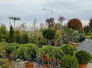 Blumen Krippner - GALLERY