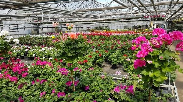 Blumen Krippner - GALLERY