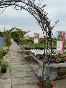 Blumen Krippner - GALLERY