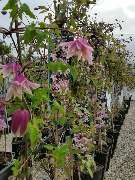 Blumen Krippner - GALLERY