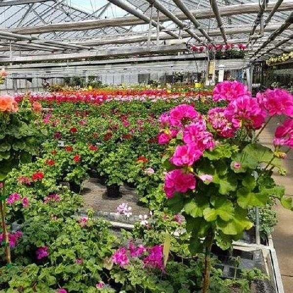 Blumen Krippner - GALLERY