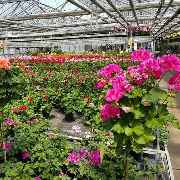 Blumen Krippner - GALLERY