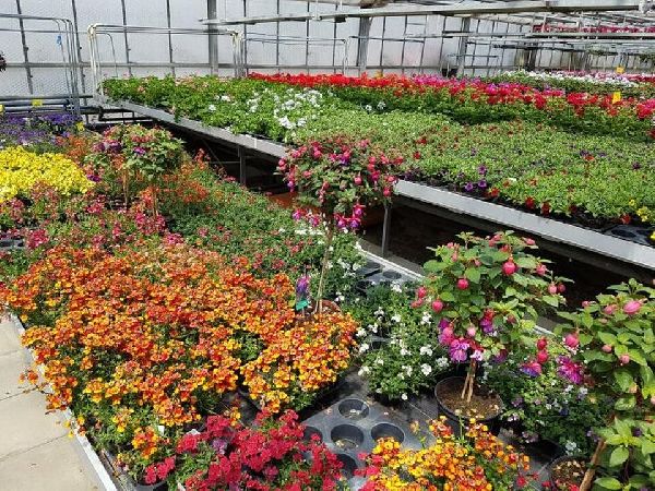 Blumen Krippner - GALLERY