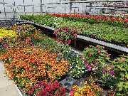 Blumen Krippner - GALLERY