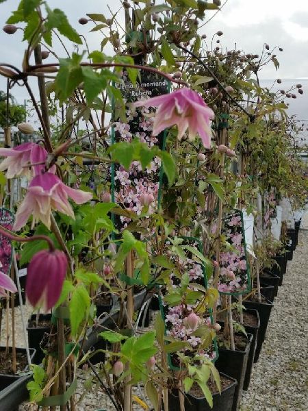 Blumen Krippner - GALLERY